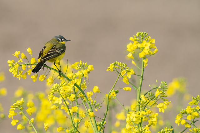 Hier ist ein Vogel auf gelben Blüten als Symbol für die innere Stimme zu sehen.