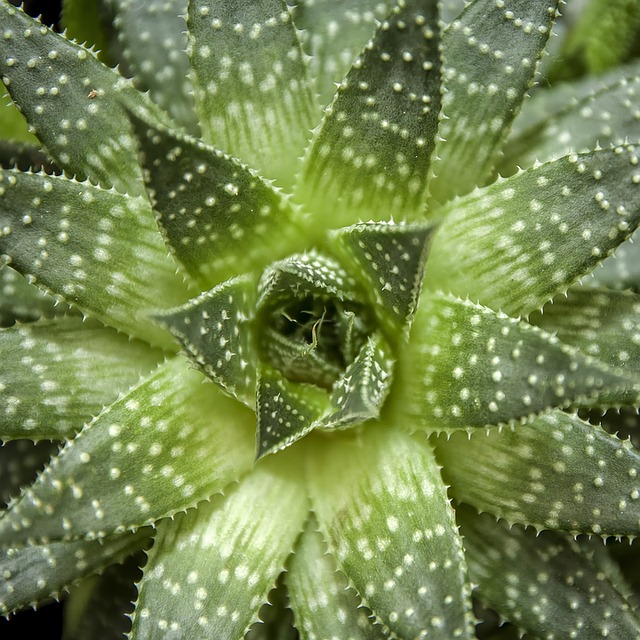 Hier siehst du die Nahaufnahme der Mitte einer Aloe Arisata und die sich entfaltenden Blätter als Symbol für die Vielfalt der Facetten psychischer Symptome.