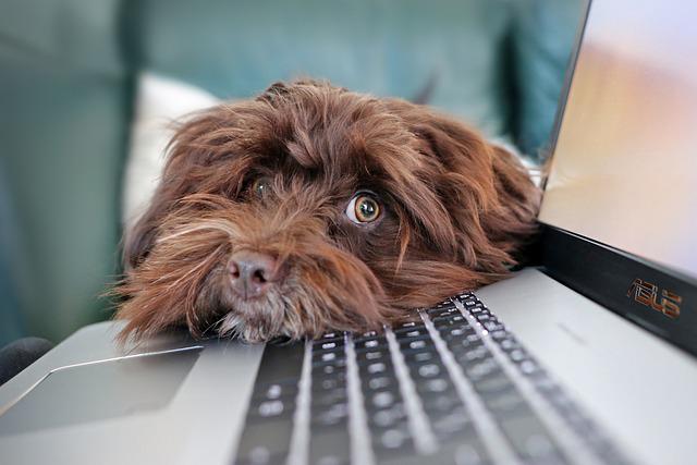 Online-Therapie zu Hause mit Hund