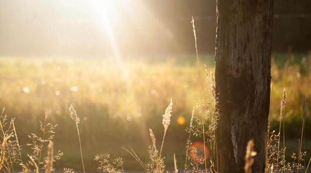 Du siehst hier einen Ausschnitt eines Baumstammes, der von warmen orangenen Morgensonnenstrahlen angeleuchtet wird als Symbol für die Möglichkeit, Beziehungsschwierigkeiten durch Paarberatung in Würzburg bei Evi Kühnlein neu zu bleuchten.
