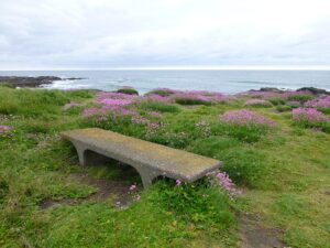 Bank mit Blick auf die Ostsee, umgeben von hügeligem Grün und rosa Blumen. Eine Atmosphäre der angenehmen Kühle und Ruhe.