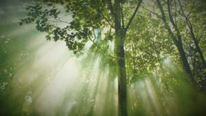 Durch lichte Baumkronen flutet sich das Sonnenlicht.