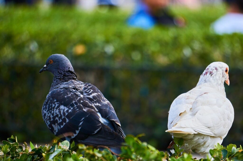 Du siehst hier eine schwarze und eine weiße Taube, die nebeneinander sitzen aber in unterschiedliche Richtungen schauen als Symbol für die Möglichkeit, als Paar neu ins Gespräch zu kommen über eine Paartherapie bei der Paartherapeutin Evi Kühnlein.