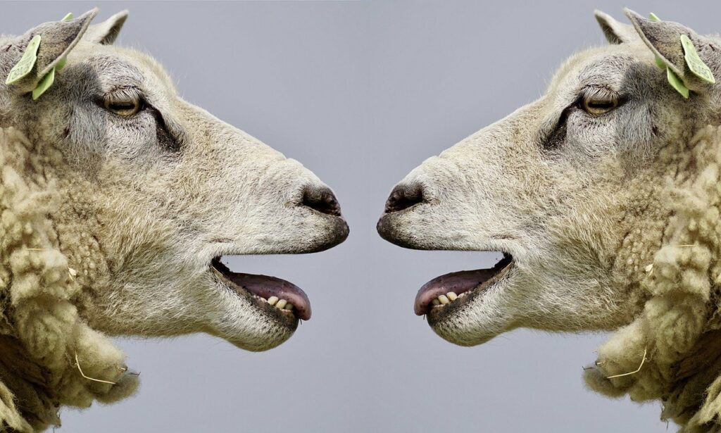 Du siehst hier zwei sich zugewandte Schafköpfe, die miteinander zu sprechen scheinen als Symbol für die Kommunikationsfähigkeiten, die durch eine Paarberatung in Würzburg bei Evi Kühnlein verbessert werden können.