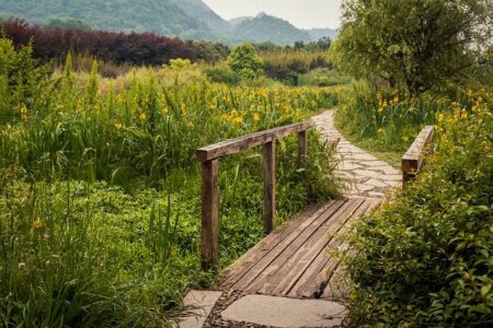 Hier siehst du einen Lattenweg, der dich sicher durch die wilde Natur bringt als Symbol für eine Anleitung zu psychischen Wohlbefinden.