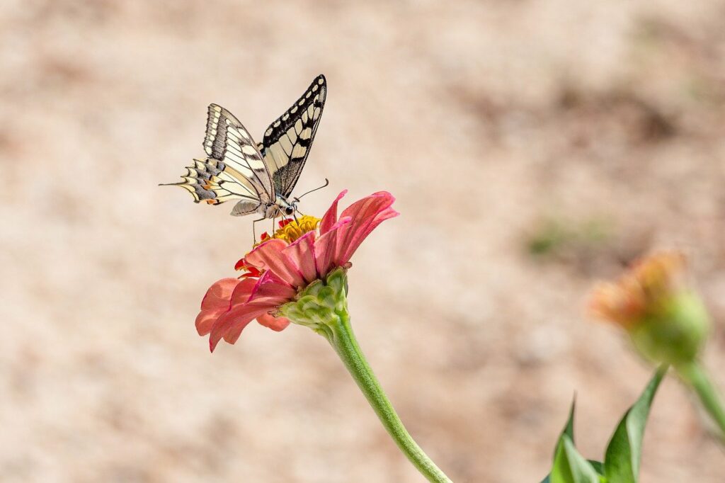 Du siehst hier ein Bild mit einer Blume, auf der sich ein filigraner Schmetterling befindet als Symbol für einen nährenden Kontakt eines Erstgesprächs.